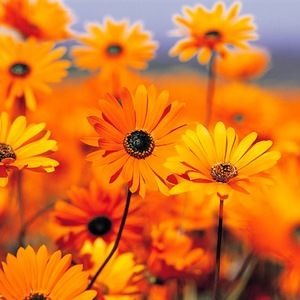 Meet your Posher, Tierra